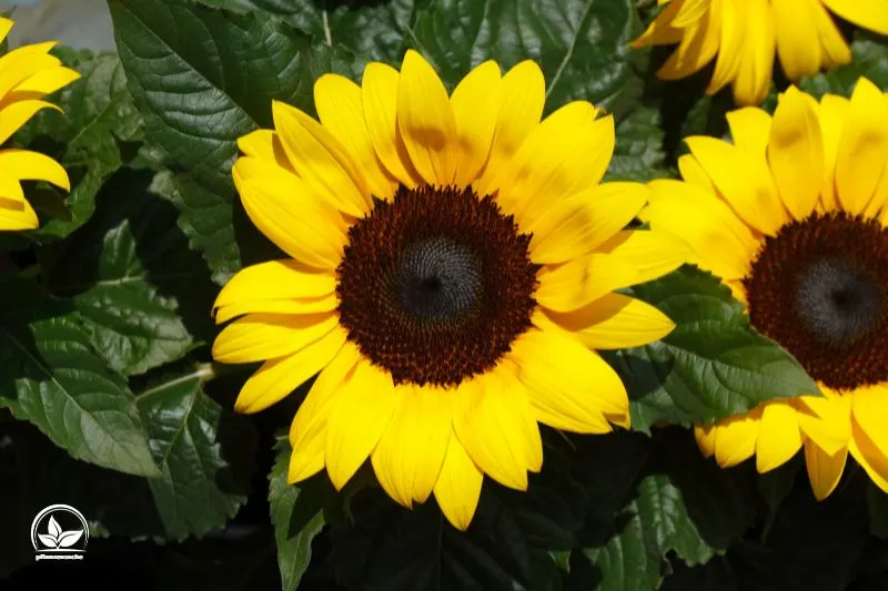 Sonnenblume-profil-foto