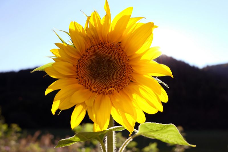 Sonnenblume Bedeutung, Symbolik Und Mythologie