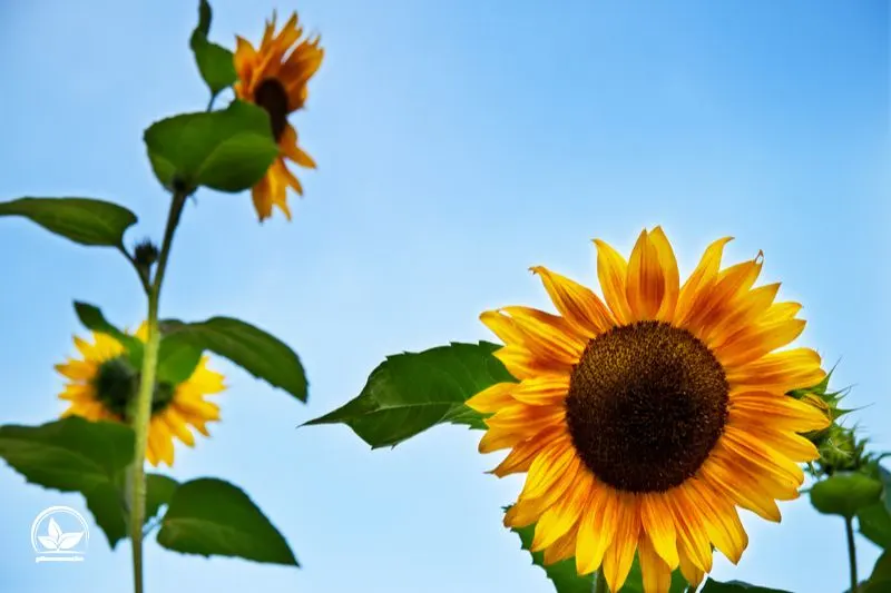 Sonnenblumen-und-der-himmel