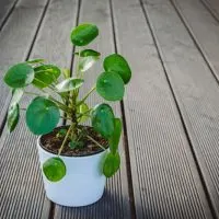 Ufo-Chinesischer-Geldbaum-Pilea-peperomioides