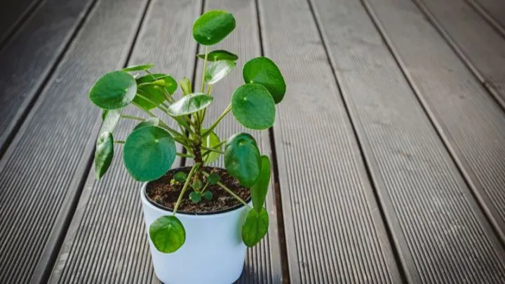 Ufo Pflanze Pflege: Galaktisch Leicht Und Schön!