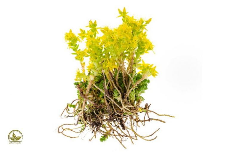 Die Schönsten Bodendecker Pflanzen Für Ihren Garten Plus Pflegetipps!