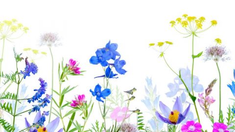 Wildblumen