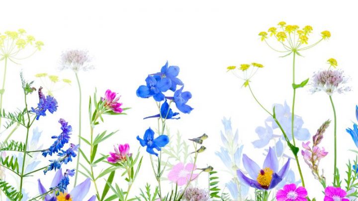 Die Schönsten Wildblumen Arten Für Ihren Garten Und Balkon