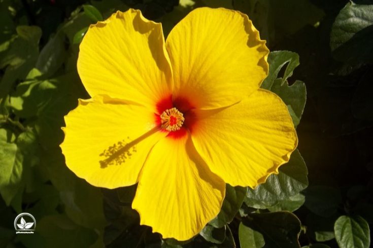 Hibiskus Zimmerpflanze Exotisch Und Farbintensiv