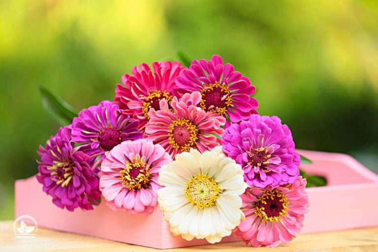 Welche Blume Steht Für Entschuldigung Blumensprache: Welche Blume Steht Für Was? - Pflanzensache