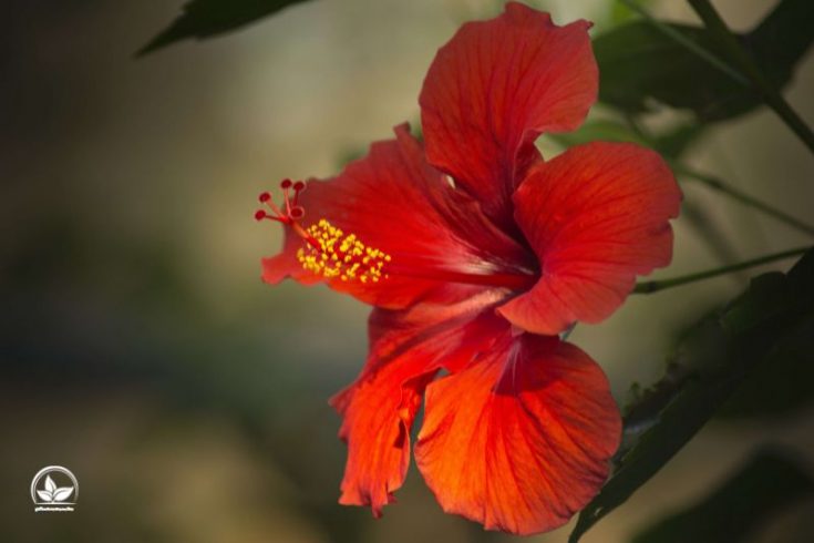Hibiskus Zimmerpflanze Exotisch Und Farbintensiv