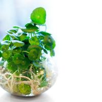 hydrokultur-pflanze-in-glass