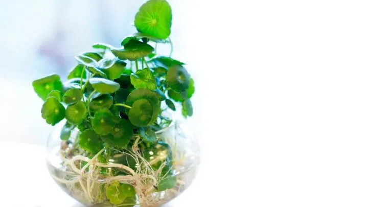 Alles Über Hydrokultur Pflanzen Einfach Und Simpel Für Sie Erklärt!