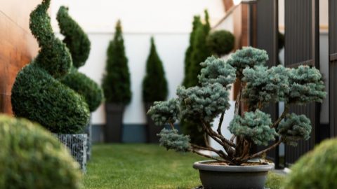 kleine immergrüne bäume im garten