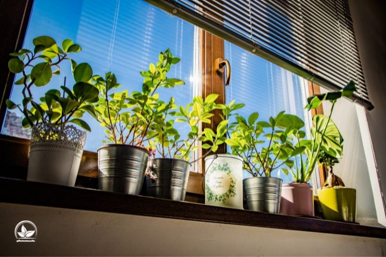Pflanzen Für Sonnigen Standort Die Schönsten Sonnenanbeter Pflanzen