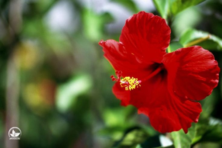 Hibiskus Zimmerpflanze Exotisch Und Farbintensiv