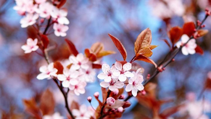 Gartenarbeit Im März: Diese Gartenarbeiten Stehen Im Frühling An!