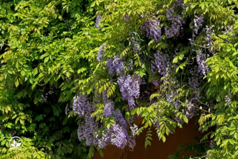 Blühende Sträucher Ein Pflegeleichter Blickfang Für Ihren Garten