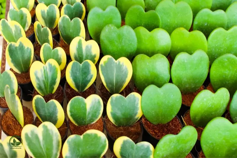 viele-Herzblatt-Pflanze-Hoya-Kerrii, hoya kerii