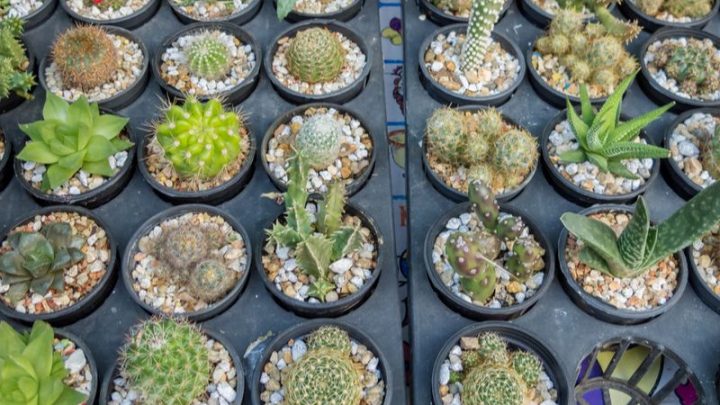 Kaktus Arten: Alles Was Sie Über Kakteenarten Wissen Sollten
