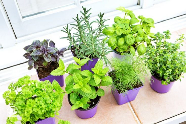 Die Schönste Kübelpflanze Für Garten, Balkon Und Terrasse Pflanzensache