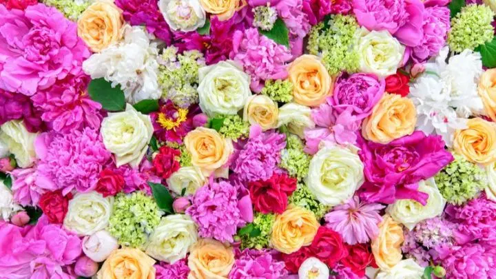 Bekannte Blumenarten: Ihr Lexikon Mit Den Schönsten Blumen Der Welt!