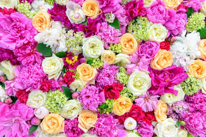 Bekannte Blumenarten Ihr Lexikon Mit Den Schönsten Blumen Der Welt