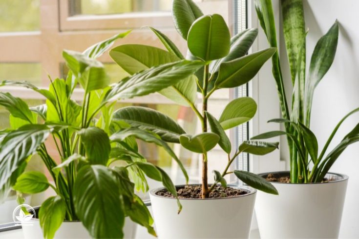 Die Schönste Kübelpflanze Für Garten, Balkon Und Terrasse Pflanzensache