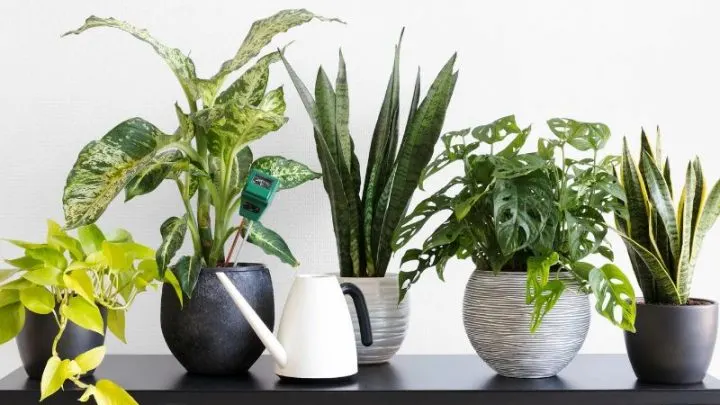 Bewässerungssystem Zimmerpflanzen: Ohne Sorge In Den Urlaub Fahren!