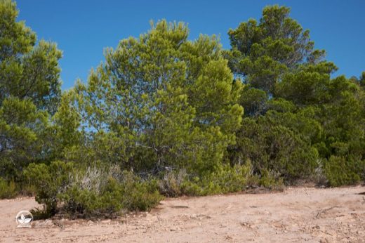 15+ Kiefernarten Für Ihren Garten Beeindruckend Und Pflegeleicht