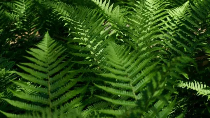 Alles Über Die Farn Zimmerpflanze: Die Schönsten Sorten Im Überblick!