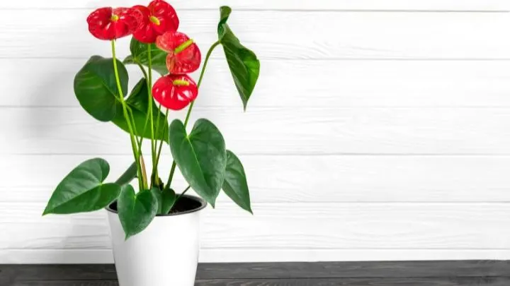 Alles Über Die Große Flamingoblume: Ein Schöner Exot Für Die Wohnung!