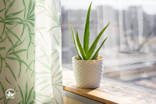 Zimmerpflanzen Südfenster Pflanzen, Die Volle Sonne Einfach Lieben