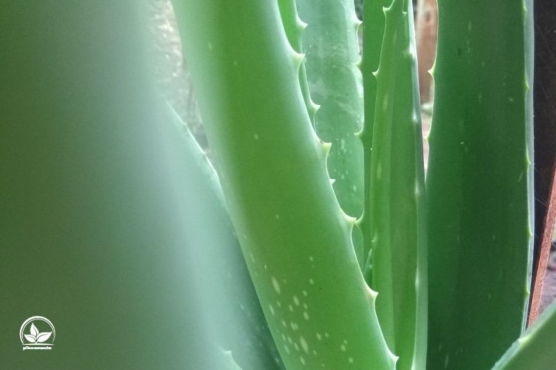 Aloe-Lineata
