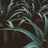 Aloe-Vera-Arten_-grune-aloe-vera-pflanzen