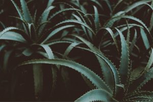 Aloe-Vera-Arten_-grune-aloe-vera-pflanzen