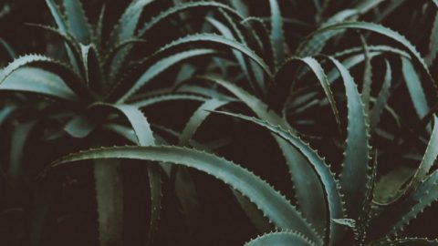 Aloe-Vera-Arten_-grune-aloe-vera-pflanzen