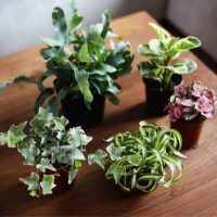 Ausergewohnliche-Zimmerpflanzen