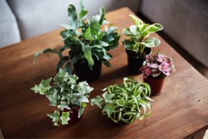 Ausergewohnliche-Zimmerpflanzen