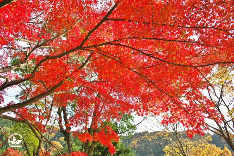Autumn-Glory-Acer-Palmatum