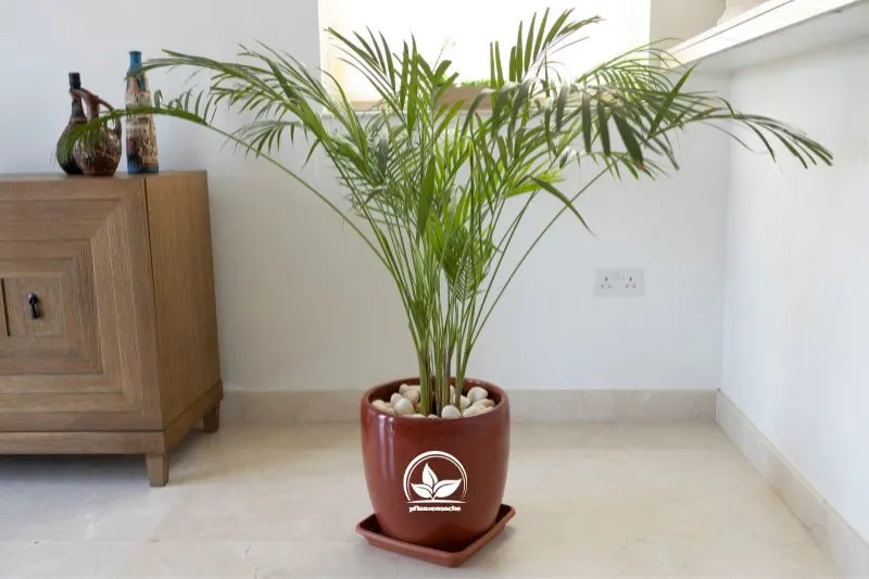 Bambuspalme-wachst-in-einem-Topf-dekorative-Zimmerpflanze