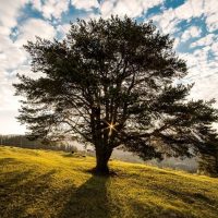 Bekanntesten-Baumarten-baum-in-natur