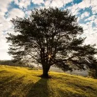 Bekanntesten-Baumarten-baum-in-natur