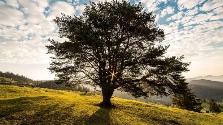 Die Bekanntesten Baumarten: Bestimmen Und Erkennen Leicht Gemacht!