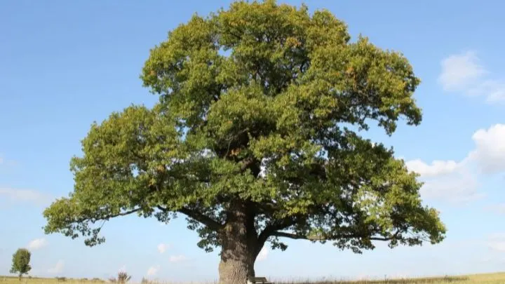 Berühmte Eichenarten & Eichenblätter: So Erkennt Man Die Eiche Leicht!