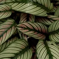 Die-11-Schonsten-Calathea-Arten-Und-Die-Besten-Pflegetipps-Dazu