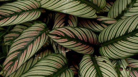 Die-11-Schonsten-Calathea-Arten-Und-Die-Besten-Pflegetipps-Dazu