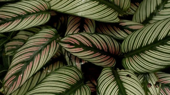 Die 11 Schönsten Calathea Arten Und Die Besten Pflegetipps Dazu!