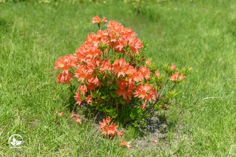 Die-Japanese-Azalee-Rhododendron-japonicum