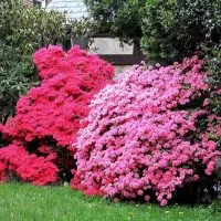 Die-Schonste-Azaleenarten-Fur-Ihr-Garten-und-Haus