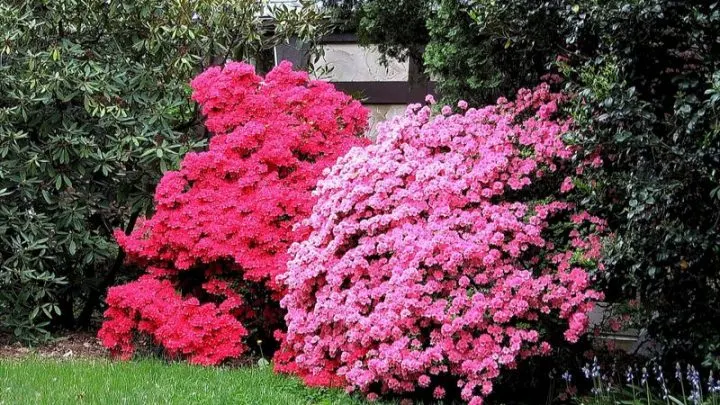 Die Schönste Azaleenarten Für Ihr Garten und Haus