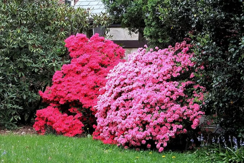 Die-Schonste-Azaleenarten-Fur-Ihr-Garten-und-Haus