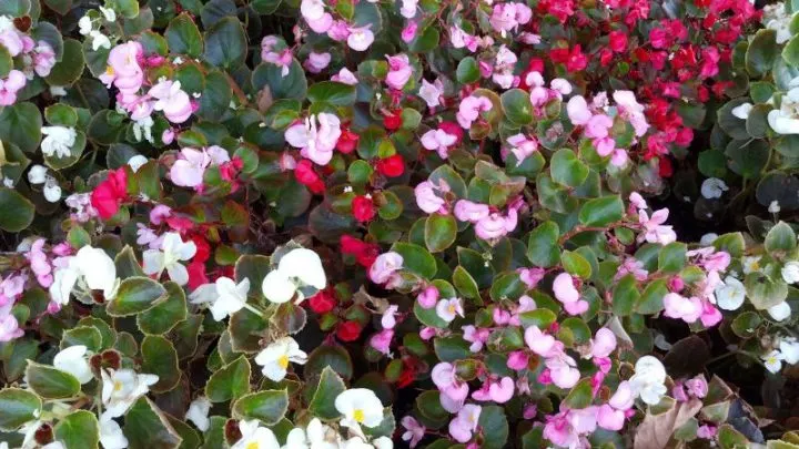 Die Schönsten Sommerstauden Für Eine Farbenfrohe Gartengestaltung!