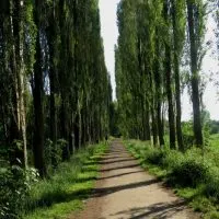 Die-TOP-10-Saulenbaume_-Ein-Wunderschoner-Akzent-Fur-Jede-Gartengrose